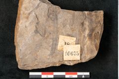 Foto (Detailansicht) von Neuropteris pteroides Goeppert (NHMW-GEO-2024-0188-10675)
